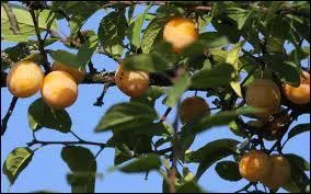 La mirabelle a une couleur :