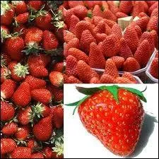 La fraise de nos tals a t importe vers 1714 :
