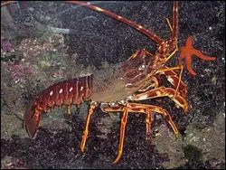 Reconnaissez-vous ce crustac ?