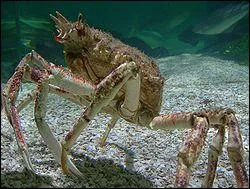 Quel est ce crustac ?