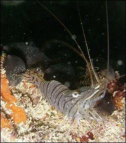 Quel est ce crustac ?