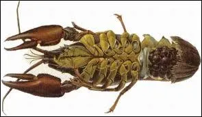 Reconnaissez-vous celui-ci ?