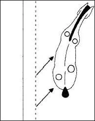 Les deux petits ronds de devant reprsentent ...
