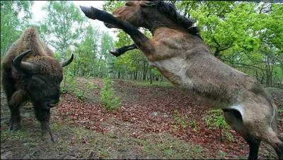 Combien connaissez-vous d'espces de bisons ?