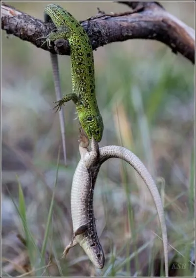 Comme le serpent, le lzard est un reptile, quelque chose pourtant les diffrencie fondamentalement !