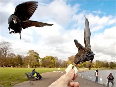 Contrairement au merle, il vit en bande !