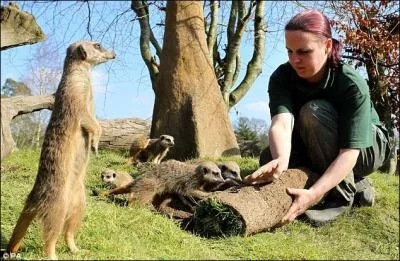 Les suricates sont des animaux sauvages, ils ne s'approchent pas des humains !