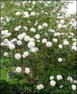 Arbuste dcoratif appel galement   Boule de neige   ou obier ... .