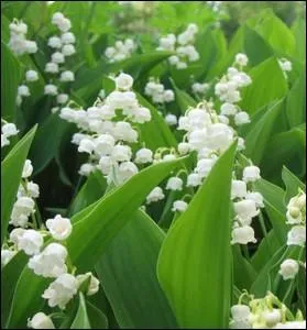 Plante herbace  rhizome trs odorante ... .