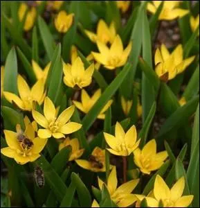 Ce sont des tulipes... . oui, mais de quelle espce ?