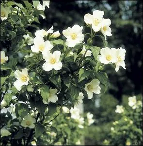 Les fleurs de cet arbuste sont trs odorantes ... . .