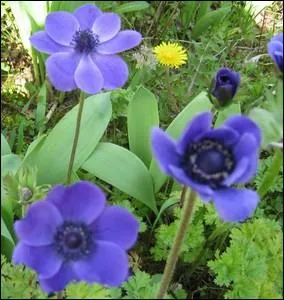 Fleurs  tubercules appeles galement  anmones des fleuristes  ... .