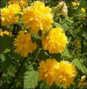 Le nom exact de cet arbuste  petites boules jaunes c'est le kerria ... .