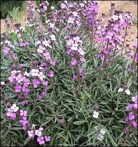 Une recordman de dure de floraison au printemps ... .