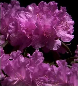 A l'poque mdivale, cette plante tait appele   Rosage   ... .