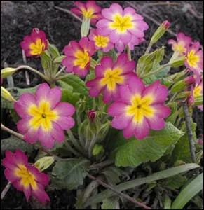 Une des premire plante  fleurir au printemps ... .