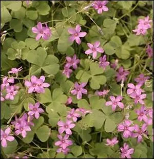 Plante tapissante  rhizomes, frquente dans nos jardin et appele plus couramment   Trfle rose   ... .