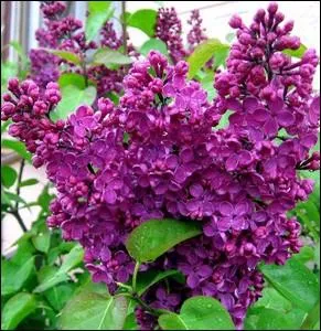 Cet arbuste aux fleurs odorantes offre une multitude de coloris . C'est l'arbre du printemps par excellence ... .