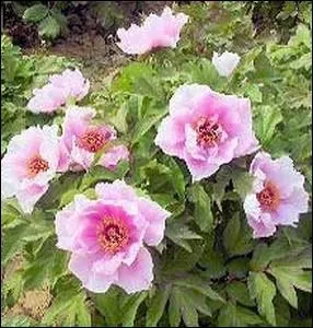 Plante arbustive  la floraison sublime et abondante... .