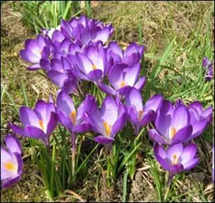 D'origine mditerranenne; cette plante bulbeuse comprend 80 espces dont le safran ... .