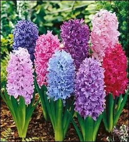 Elles embaument les jardins au printemps ... .