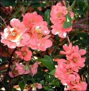 Ces fleurs sont d'un arbre fruitier ... .