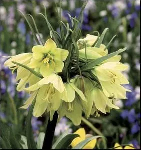 Plante herbace originaire des Balkans ... .