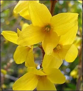 Arbuste dcoratif  floraison printanire ... .