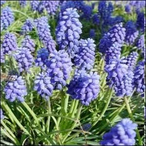 Plante  bulbe trs rustique ... .