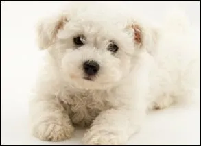 Est-ce que c'est le chien de Clem ?