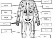 Quiz Anatomie du corps humain (15)