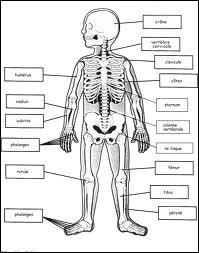 Dans notre squelette, on trouve deux  os scaphodes , o se trouvent-ils ? Quelle est l'intruse parmi les parties du corps proposes ci-aprs ?