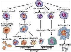 Certaines cellules sanguines sont capables de modifier leur forme et de traverser la paroi des vaisseaux capillaires. Lesquelles ?