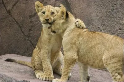 Il s'appelle Apedemak, il est le dieu à tête de ...
