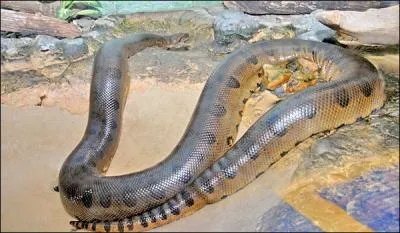 Adversaire de R, il est figur par un serpent gant :