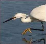 Le hron est galement un dieu gyptien trs pris !