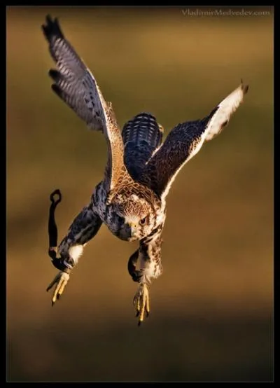 Dans l'Egypte ancienne, Horus est le dieu  tte de ...