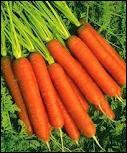 Comment appelle-t-on les carottes en allemand ?