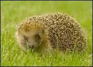 Comment appelle-t-on le hrisson en allemand ?