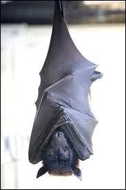 Comment appelle-t-on la chauve-souris en allemand ?