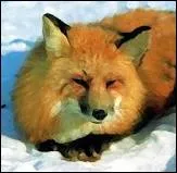 Comment appelle-t-on le renard en allemand ?