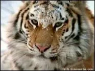 Comment appelle-t-on le tigre en allemand ?