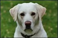 Comment appelle-t-on un chien en allemand ?