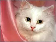 Comment appelle-t-on un chat en allemand ?