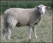 Comment appelle-t-on un mouton en allemand ?