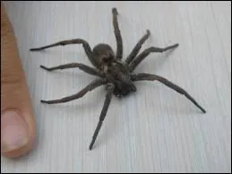 Qui a peur des araignes ?