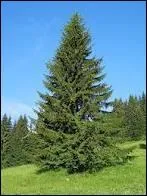 Ddi  Artmis, desse de la Lune et de la vie sauvage, protectrice des femmes qu'elle assiste aux accouchements : c'est l'arbre de la naissance (tradition reprise avec l'arbre de Nol) :