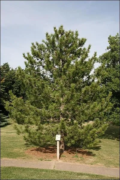 Arbre de Posidon (il pousse en bord de mer). La nymphe Pithys, convoite par Pan, lui chappa en se mtamorphosant en cet arbre. Aux Jeux isthmiques (Corinthe), les vainqueurs reoivent une couronne de ... :