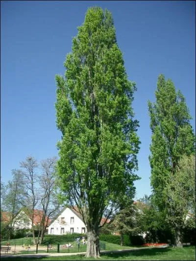 La nymphe Leuk, convoite par Hads, lui chappa en se mtamorphosant en ... qui est devenu l'arbre de la rsurrection :