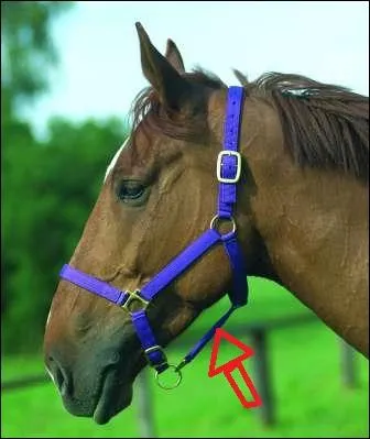 Quelle est cette partie du licol ?